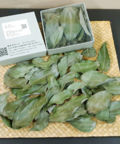 鮮採肉桂葉
